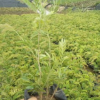 红绒球 袋苗 中山苗木基地批发
