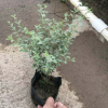 花叶女贞 基地直销多种地被苗木