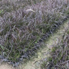中山苗木基地批发 紫叶狼尾草 观赏草