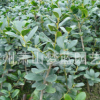 无刺构骨 土球好 冠幅好 花灌木 地被 球类 色块类 草花类 苗木