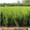 基地批发 龙柏 稼接龙柏小苗 龙柏球 色块灌从绿化苗木 自产自销
