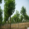 杨树苗基地批发 规格齐全 易成活 绿化苗木工程用