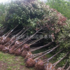 江苏地区出售 红叶石楠树 规格全面 价格优惠