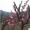 红梅 绿梅 珍珠梅 榆叶梅 碧桃 原生红梅树苗 造型盆景 嫁接苗