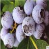 泰安航远批发南高丛蓝莓苗 蓝莓苗分枝多 成活率高 价格优惠。