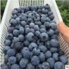 基地现挖现卖蓝莓苗 阳台庭院盆栽蓝莓苗 品种纯带营养钵蓝莓苗