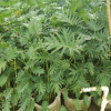 庭院、阳台绿植小天使 净化空气吸甲醛植物小天使