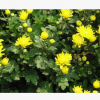 菊花 成活率 高 优质 精品 品种 规格 齐全 萧山 园林 工程苗
