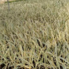 金边蜘蛛兰袋苗 绿植小盆栽花叶水鬼蕉广东基地直销
