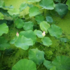 湿地盆栽荷花高50-80cm基地直销3
