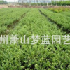 龟甲冬青 土球好 冠幅好 花灌木 地被 球类 色块类 绿化苗木 园林