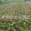 丰花月季 盆栽 地栽苗 绿化 工程 当年开花 大花月季 花卉 庭院