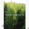 侧柏 地被 工程 绿化 苗木 品种 规格 齐全 园林 工程苗 萧山直销