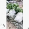 八角金盘 地被 工程 绿化 园艺 苗圃 庭院 树木 萧山 园林 直销