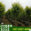 金叶榆苗圃直发 景观生态高接金叶榆