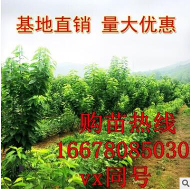 盆栽黑兰特樱桃果树苗子树 南方北方种植