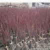 露地园林植物红枫树苗 常绿日本红枫美国红枫
