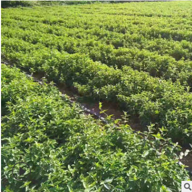 厂家批发金银花小苗 北花一号金银花苗现货供应 地栽耐旱金银花苗