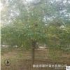大规格优质暴马丁香树 树干直树形好暴马丁香树