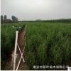 基地直销优质侧柏树 带营养杯袋 成活率高 绿化用大小侧柏树木
