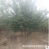 现挖现卖3-5-8年生丛生暴马丁香多少钱一棵 树形好丛生暴马丁香
