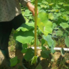 湿地盆栽荷花高50-80cm基地直销3