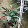 庭院和办公室绿植新飞羽竹芋 观叶小盆栽飞羽竹芋