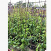 使君子 攀援植物批发 观赏花卉