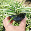 金边麦冬 袋苗 花叶麦冬 中山苗木基地直销