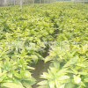 洒金珊瑚 土球好 冠幅好 精品苗 成活率高 萧山 园林 花艺 苗圃