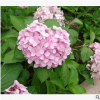 八仙花 土球好 冠幅好 花灌木 地被 球类 色块类 草花类 乔木苗圃