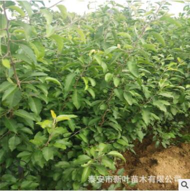 基地直发 优质嫁接杜梨树苗 可适用绿化工程