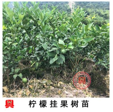 嫁接柠檬果树苗果苗庭院盆栽盆景植物当年结果南方种植