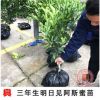 阿思蜜新品种柑橘树苗 阿斯蜜柑橘嫁接苗