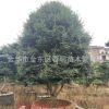 金华苗木批发 茶梅球 茶梅柱 茶梅树 市政房地产别墅园林绿化苗