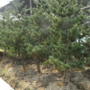 五针松 土球好 冠幅好 花灌木 地被 球类 色块类 草花类 乔木萧山