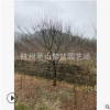 优质 红枫 羽毛枫 品种 规格 齐全 园林 绿化 道路工程 萧山苗圃