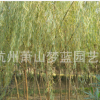 垂柳 土球好 冠幅好 精品苗 园林 绿化 工程 道路行道树 萧山苗