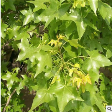 苗木基地现货批发五角枫 5公分6公分8公分10公分五角枫 成活率