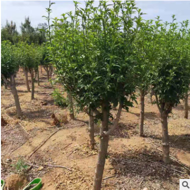 苗木基地直销木槿 多苗木槿 当年开花 丛生品质小苗 成活率高