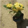 四季开花盆栽龙船花 黄花红花宫粉 市政地被苗木带营养杯发货