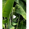 旅人蕉高3-4米盆栽中山花厂直销热带植物扇芭蕉优质庭院工程苗