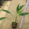 庭园阳台办公室盆栽植物白掌 观花盆苗一帆风顺