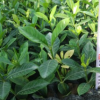 栀子花 小袋苗 中山苗木基地批发