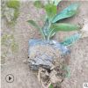厂家直销盆栽龙船花 基地批发多种工程地被苗木小袋苗