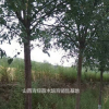 山西国槐/山西地区供应