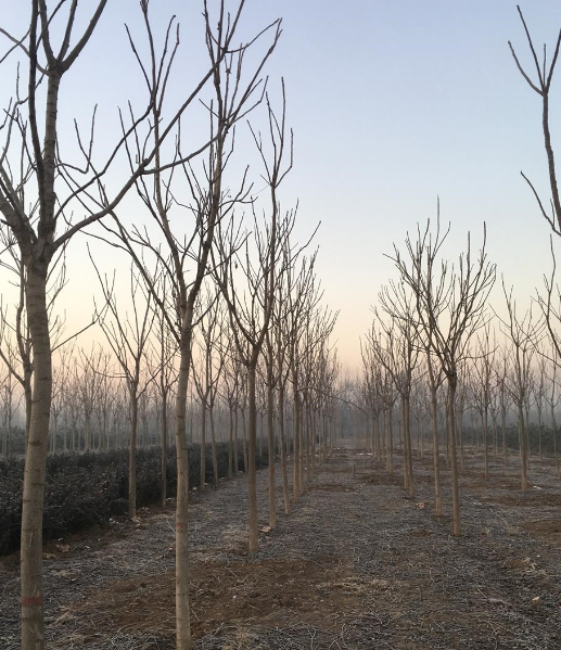 河北供应千头椿规格齐全/木槿、紫薇、紫荆、珍珠梅、红玫瑰、白玫瑰、黄刺梅、连翘、金银木、红叶碧桃、绿叶碧桃