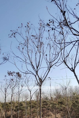 2019年河北北栾/承德北栾价格新报价