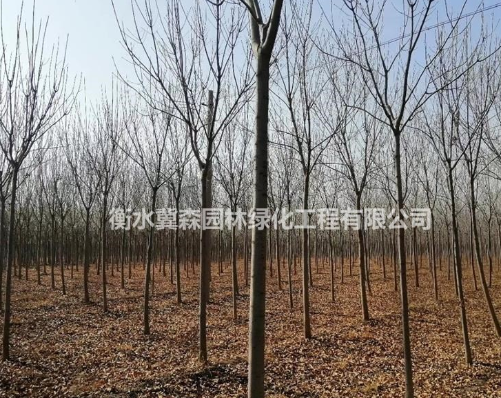 白蜡/国槐行情报价/白蜡/国槐图片展示