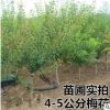 红梅腊梅绿梅 造型盆景乌梅 骨里红美人梅素心腊梅花树苗庭院盆栽